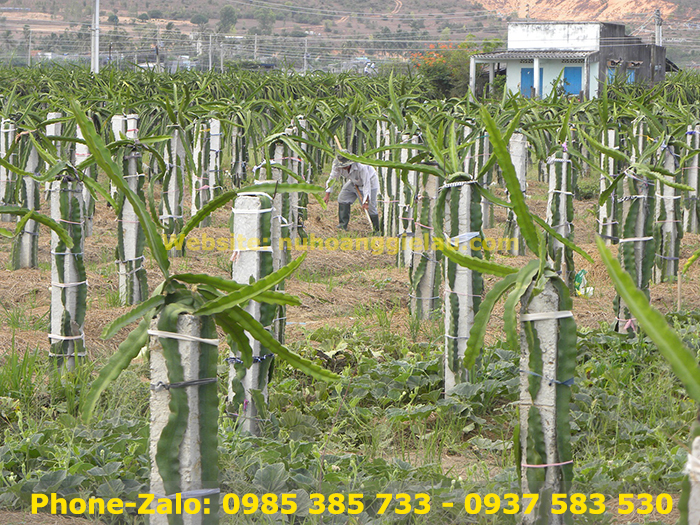 Dây vải thun cột trồng thanh long