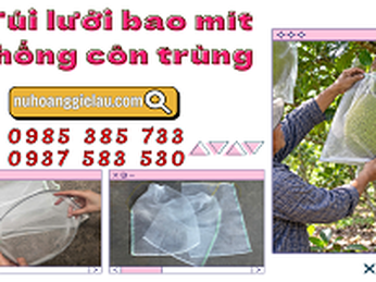 Túi lưới bao mít chống côn trùng có thực sự hiệu quả?