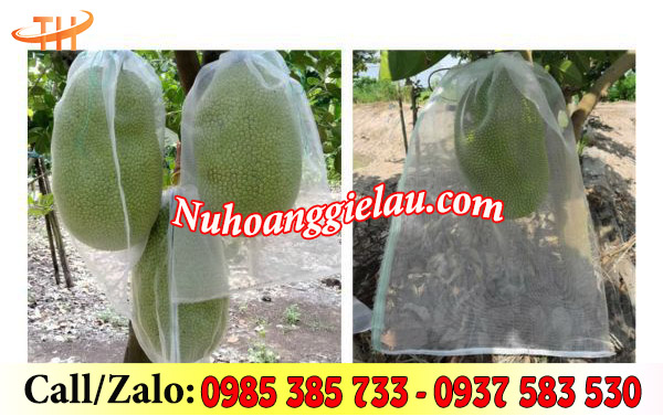 Túi lưới bọc mít được nhiều nhà nông lựa chọn Túi lưới bọc mít được nhiều nhà nông lựa chọn