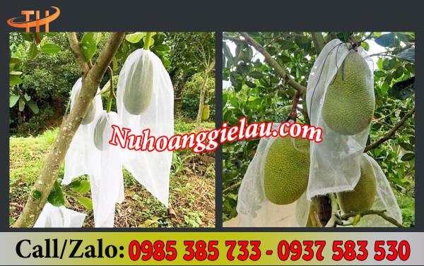 Túi lưới bọc mít được áp dụng phổ biến tại nhà vườn Túi lưới bọc mít được áp dụng phổ biến tại nhà vườn