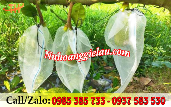 Túi lưới bọc mít hạn chế sâu bệnh, tăng năng suất quả Túi lưới bọc mít hạn chế sâu bệnh, tăng năng suất quả