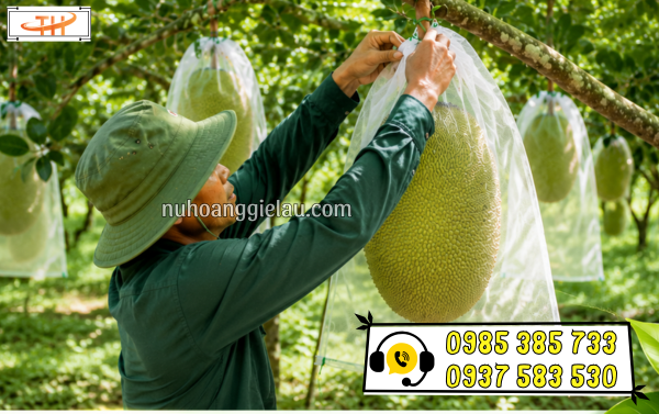 Túi lưới bọc mít cho vụ mùa bội thu Túi lưới bọc mít cho vụ mùa bội thu