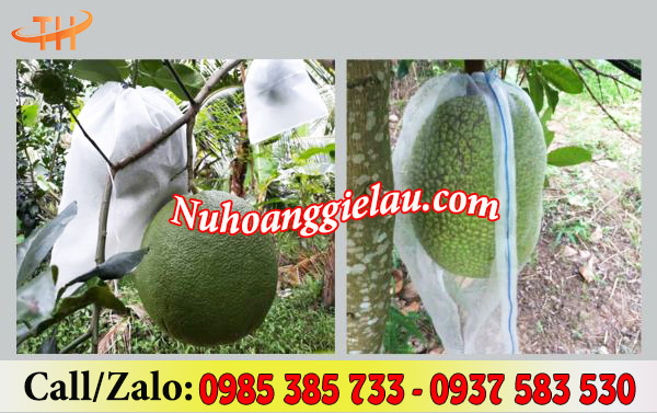 Sử dụng túi trùm trái cây cho vụ mùa bội thu Sử dụng túi trùm trái cây cho vụ mùa bội thu