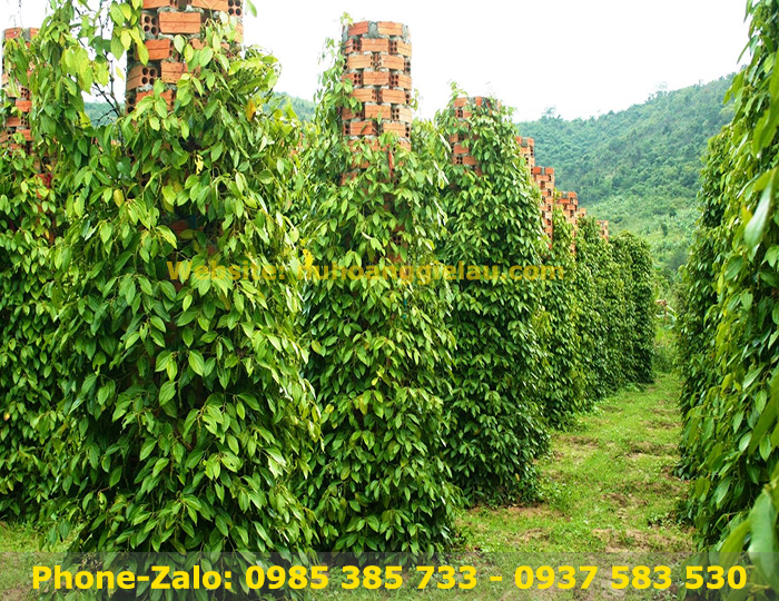 Dây vải thun cột trồng tiêu