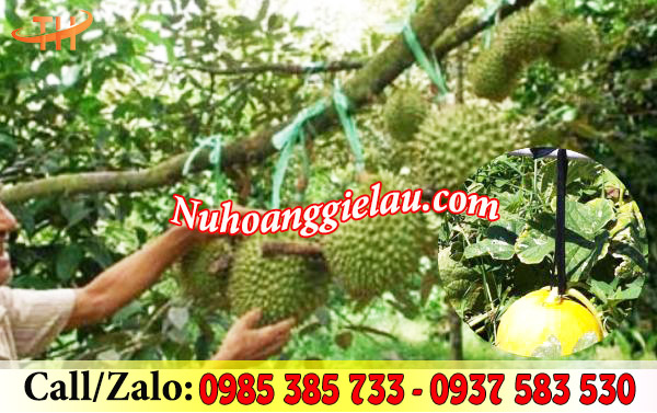 Dây nilon bẹ được ứng dụng khá nhiều trong nông nghiệp Dây nilon bẹ được ứng dụng khá nhiều trong nông nghiệp
