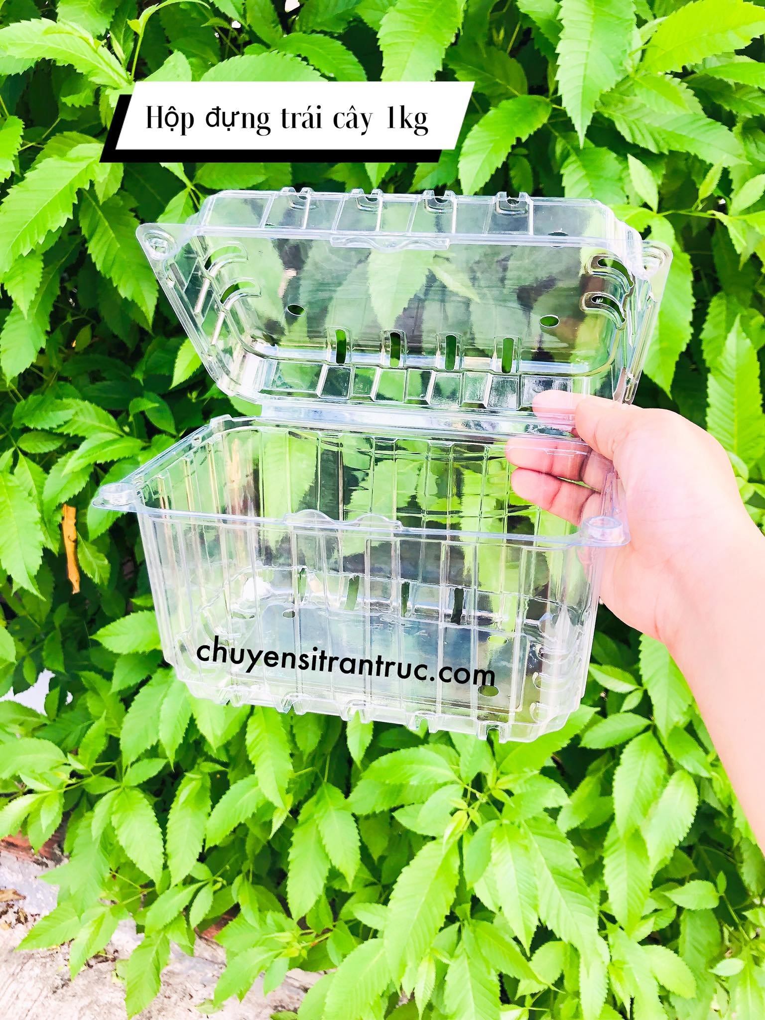hộp đựng trái cây 1kg P1000B