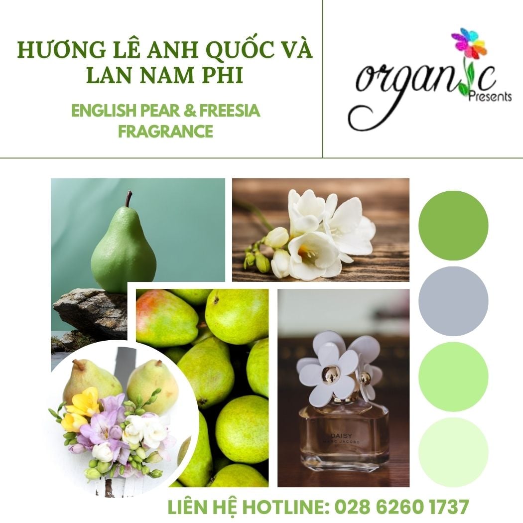 Hương lê Anh quốc và lan Nam Phi English pear freesia fragrance