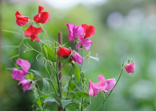 4. Lợi ích và ứng dụng của hoa Sweet Pea