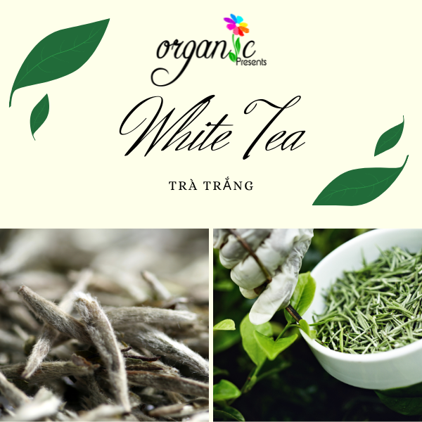 WHITE TEA EXTRACT (CHIẾT XUẤT TRÀ TRẮNG PHÁP)