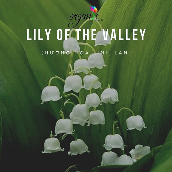 LILY OF THE VALLEY (HƯƠNG HOA LINH LAN - N/A)