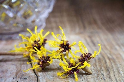 ORGANIC WITCH HAZEL EXTRACT (CHIẾT XUẤT PHỈ - ORGANIC)