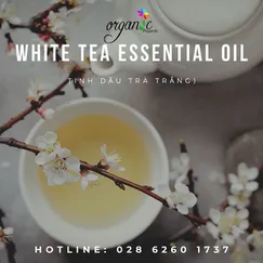 TINH DẦU TRÀ TRẮNG (WHITE TEA)