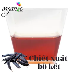 CHIẾT XUẤT BỒ KẾT (VIỆT NAM)