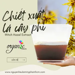 WITCH HAZEL EXTRACT (CHIẾT XUẤT CÂY PHỈ - ANH)