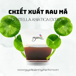 CHIẾT XUẤT RAU MÁ ( CENTELLA ASIATICA EXTRACT - ITALIA)