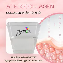 ATELOCOLLAGEN (COLLAGEN PHÂN TỬ THẤP)