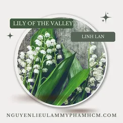 LILY OF THE VALLEY (HƯƠNG HOA LINH LAN - MỸ)