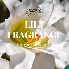 HƯƠNG HOA LILY ( HOA BÁCH HỢP)