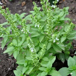 TINH DẦU HƯƠNG NHU (GRATISSIMUM)