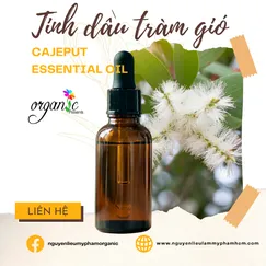 TINH DẦU TRÀM GIÓ (CAJEPUT ESSENTIAL OIL - PHÁP)