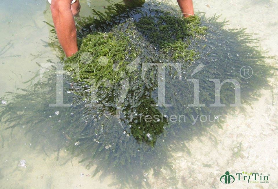 Rong nho Trí Tín Rong nho Trí Tín