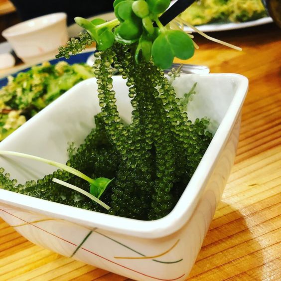 Viet sea grapes
