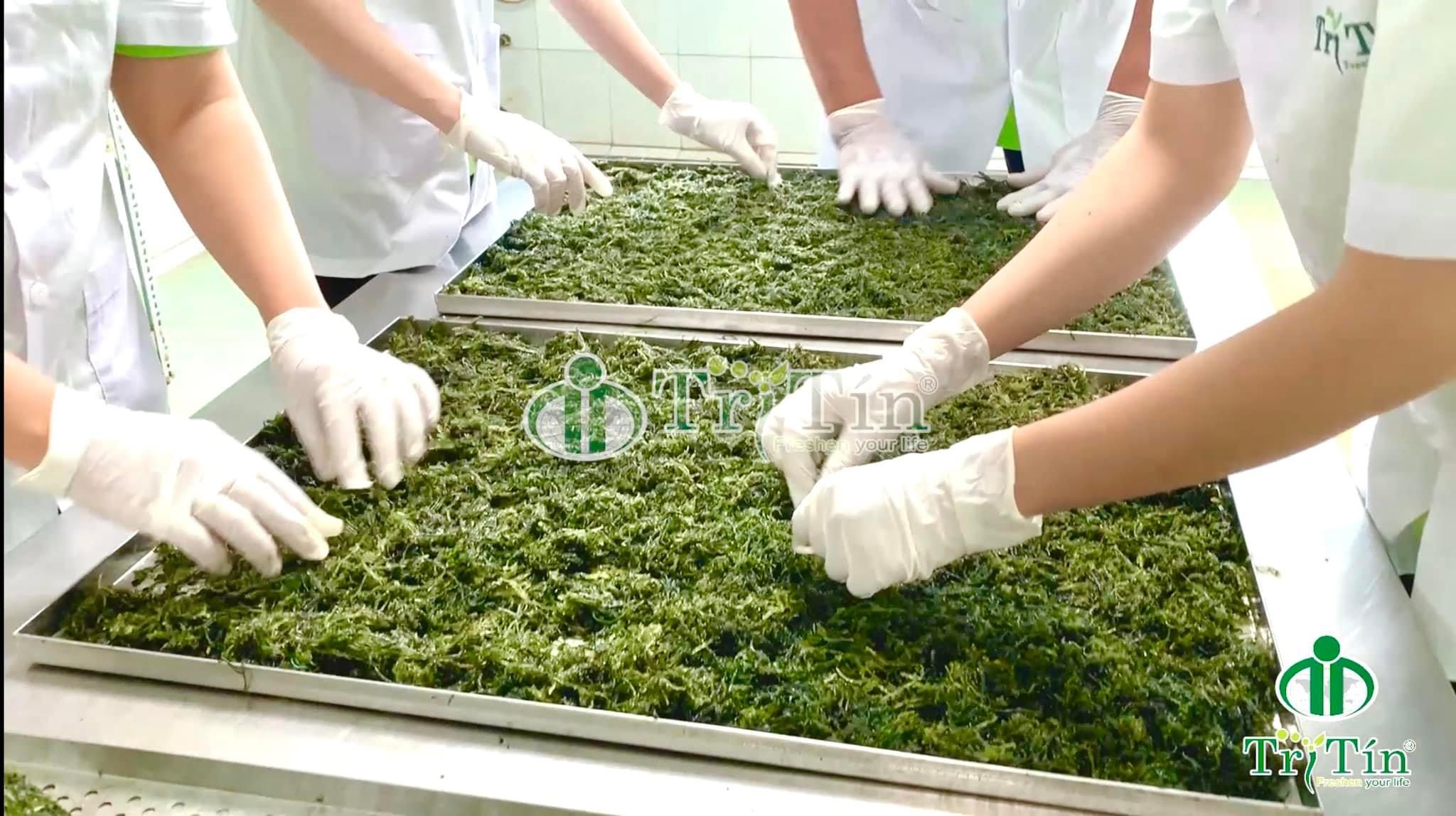 Sản xuất rong nho bột Trí Tín Sản xuất rong nho bột Trí Tín