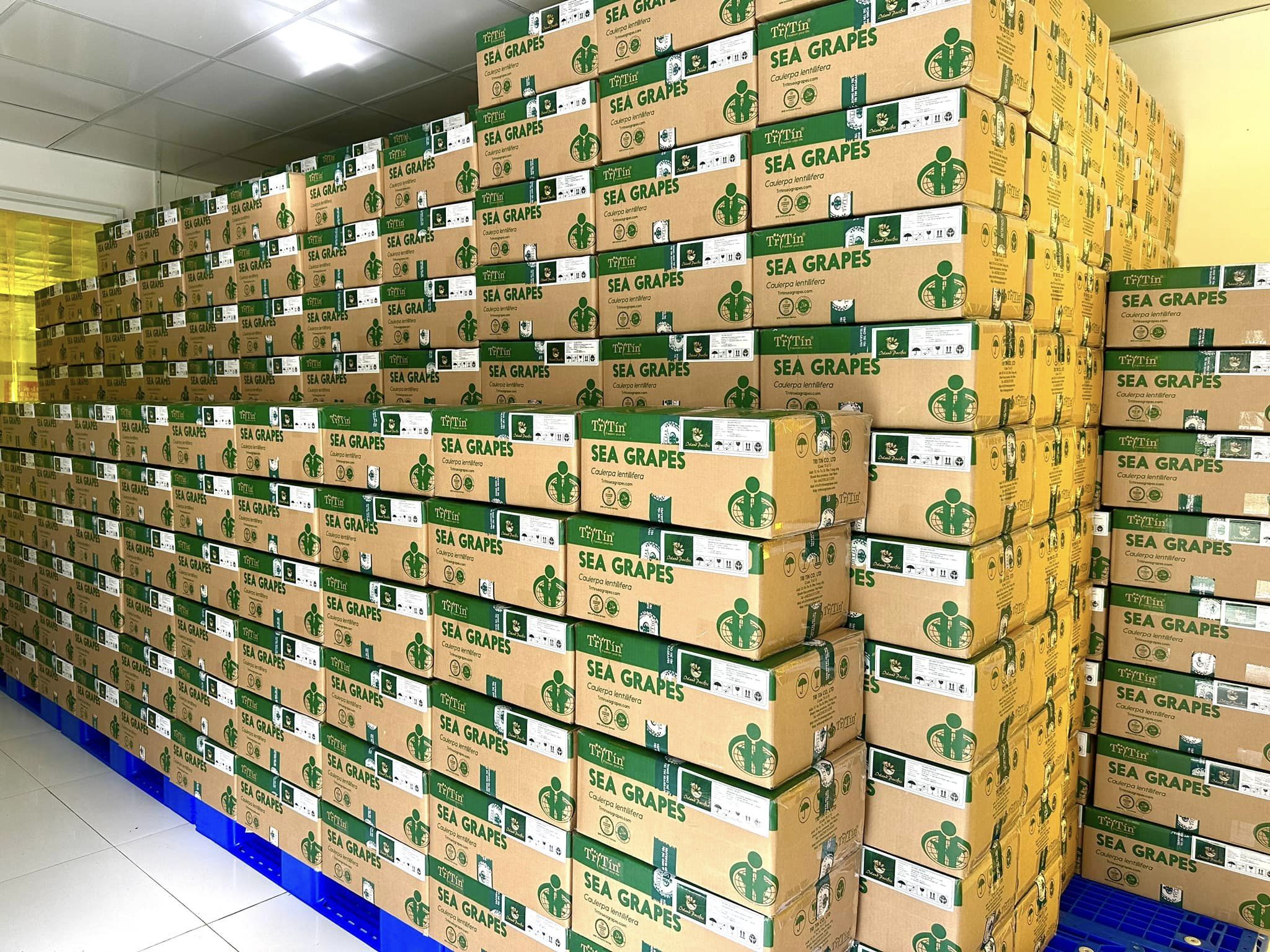 rong nho xuất khẩu loại thùng 50 hộp 200gr rong nho xuất khẩu loại thùng 50 hộp 200gr