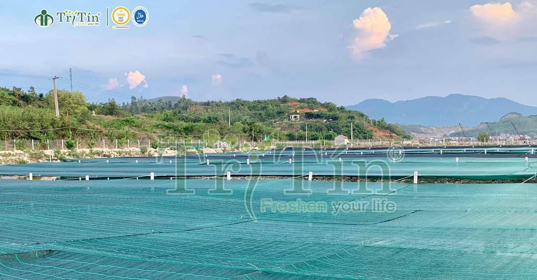Nơi nuôi trồng rong nho Trí Tín Nơi nuôi trồng rong nho Trí Tín