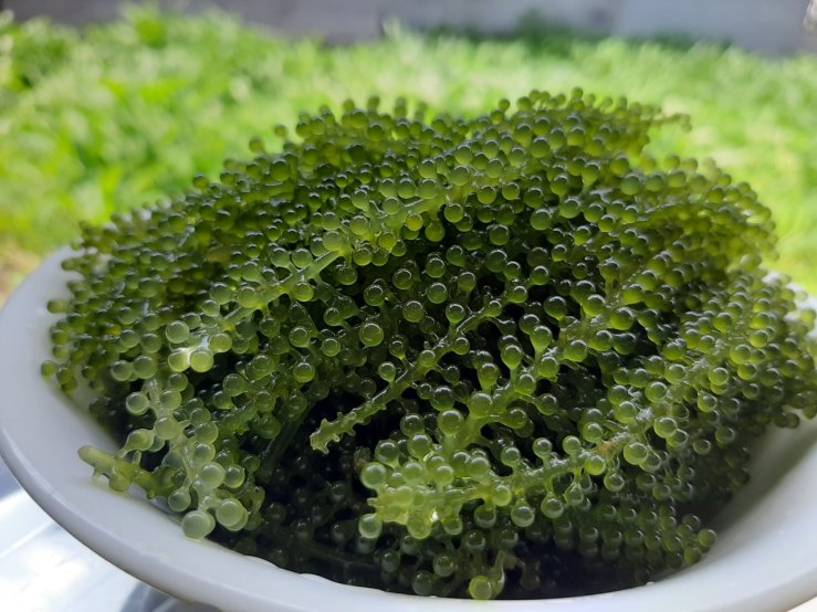 rong nho biển trị táo bón cho bé rong nho biển trị táo bón cho bé