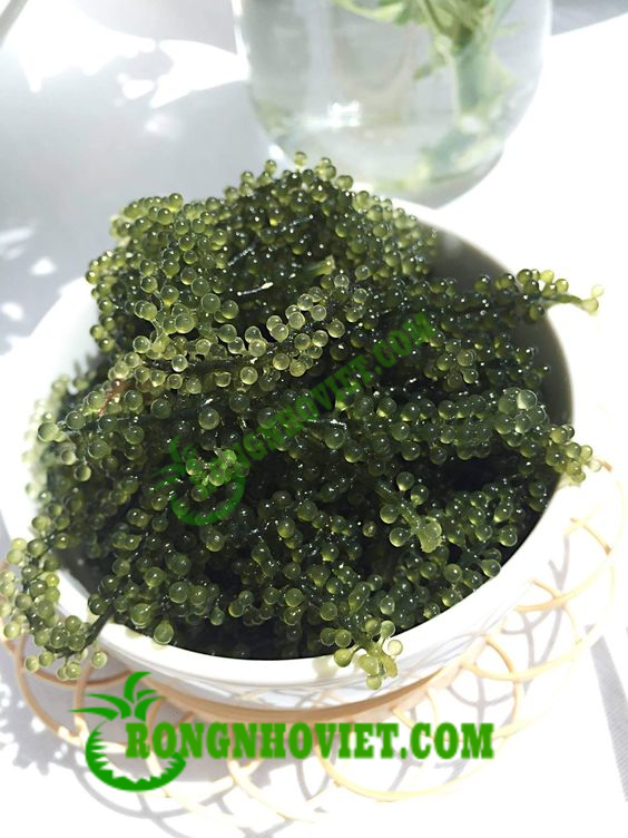 Rong nho biển tốt cho phụ nữ mang thai Rong nho biển tốt cho phụ nữ mang thai