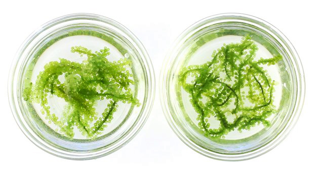 Rong nho biển tách nước Rong nho biển tách nước