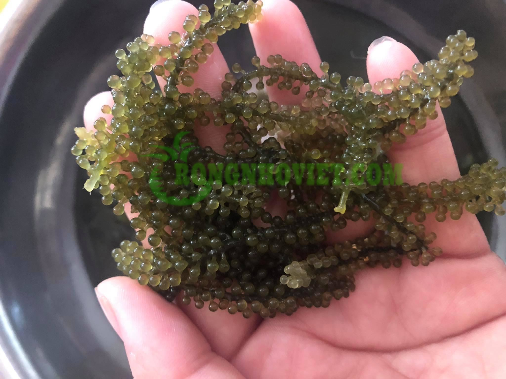 Rong nho tách nước trí tín Rong nho tách nước trí tín