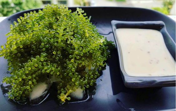 Rong nho tăng cường thị lực Rong nho tăng cường thị lực