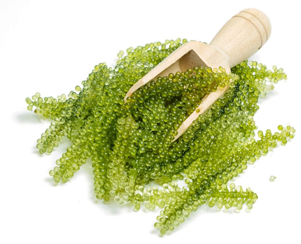 Rong nho biển giảm nguy cơ viêm khớp Rong nho biển giảm nguy cơ viêm khớp