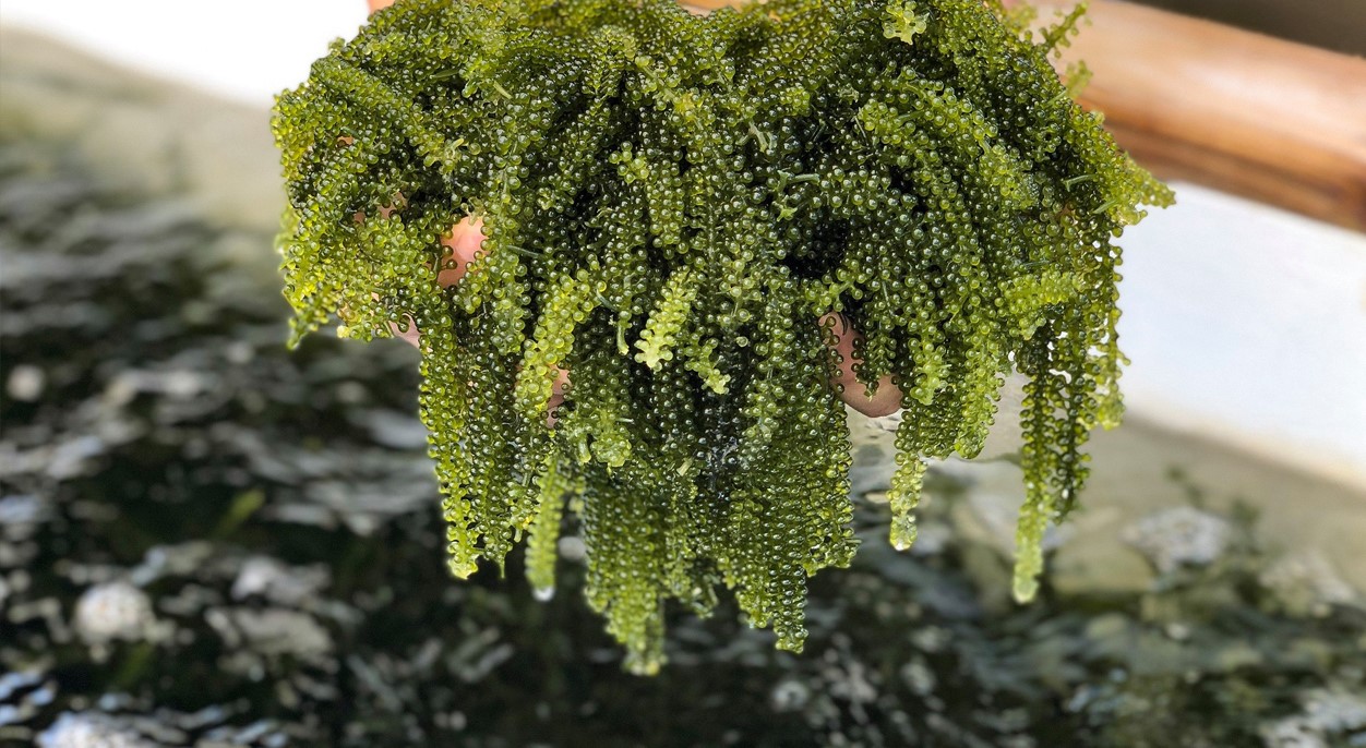 rong nho bán ở đâu tphcm rong nho bán ở đâu tphcm