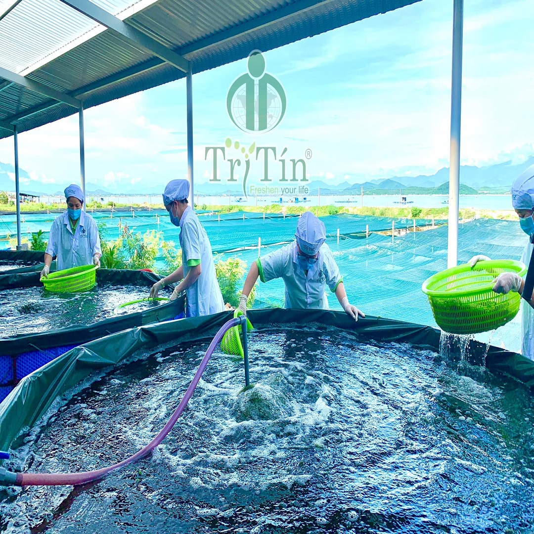 xưởng nuôi rong nho trí tín Việt Nam xưởng nuôi rong nho trí tín Việt Nam