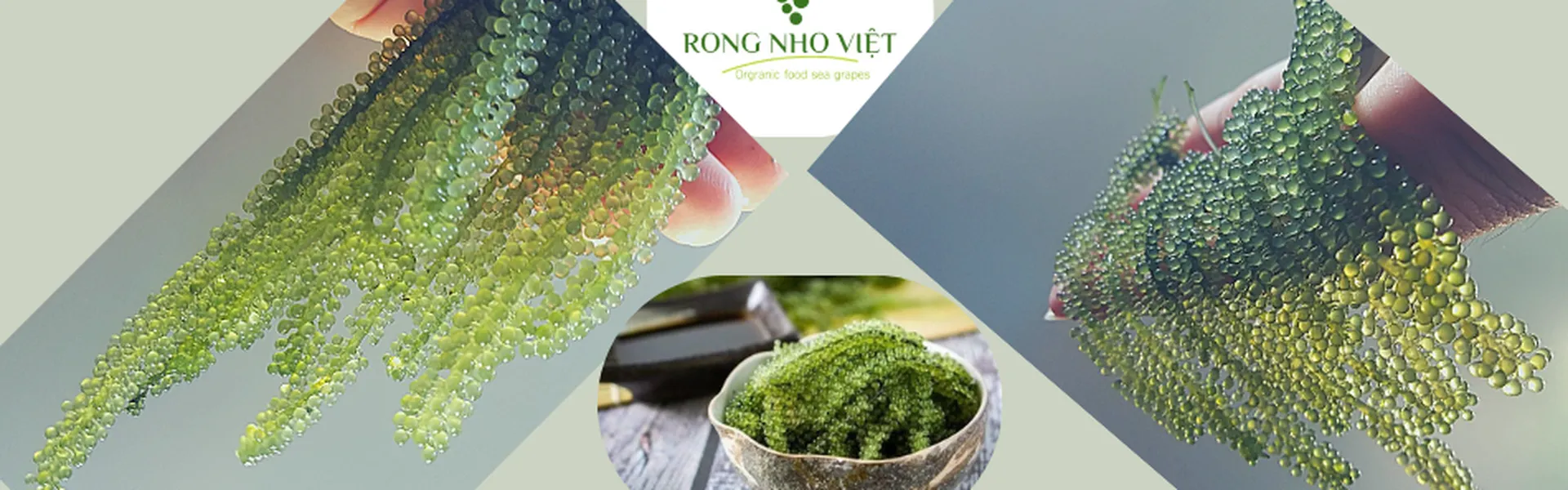 Trí Tín Seagrape - Rong nho xuất khẩu