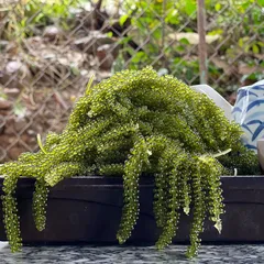 Tác dụng của rong nho khô