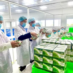 Send sea grapes to Korea