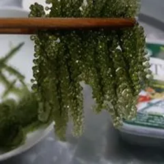 Rong nho biển Việt Nam