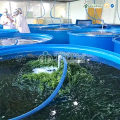 Cung cấp rong nho tươi giá sỉ cho nhà hàng hải sản