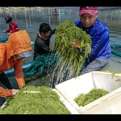 Ký sự rong nho Hòn Khói