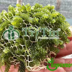 Ăn rong nho giòn ngon mát