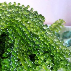 Giá rong nho biển bao nhiêu 1kg