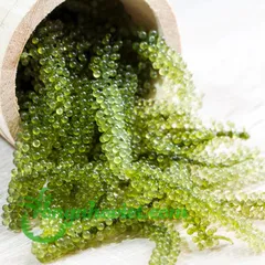 Làm đẹp với rong nho biển