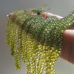 Rong nho bán ở đâu TPHCM