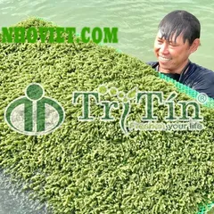 Rong nho biển tphcm