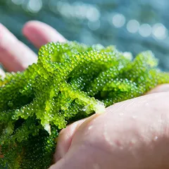 Rong nho có tác dụng gì