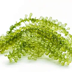 Tác dụng của rong nho biển khỏi viêm khớp